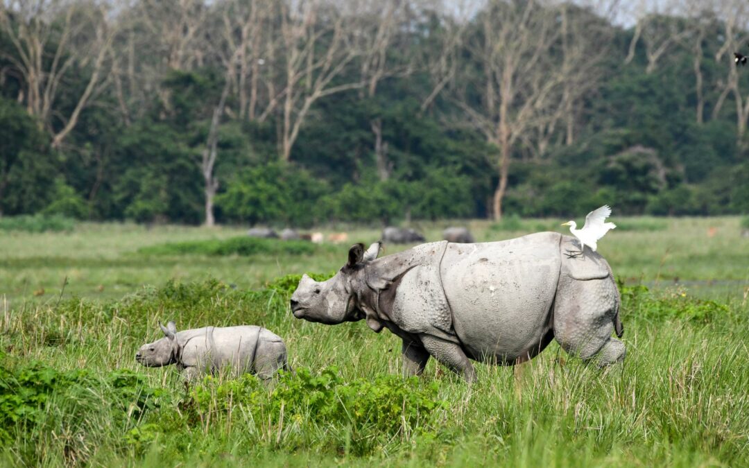 2022 tabata bon aña pa sobrebibensha di rinoseronte di India