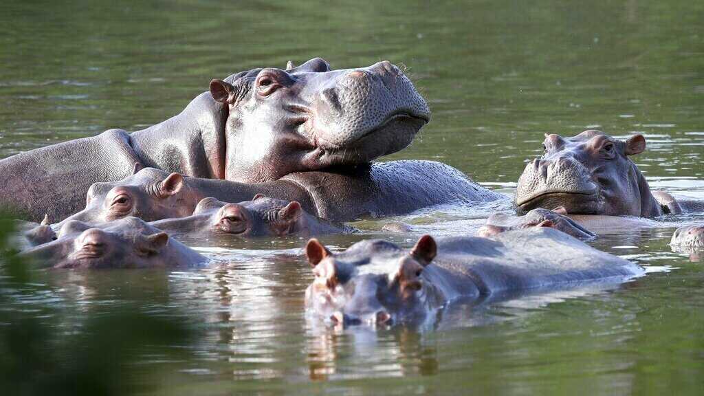 Transporte hipopótamonan di Pablo Escobar ta bai kosta un par di mion