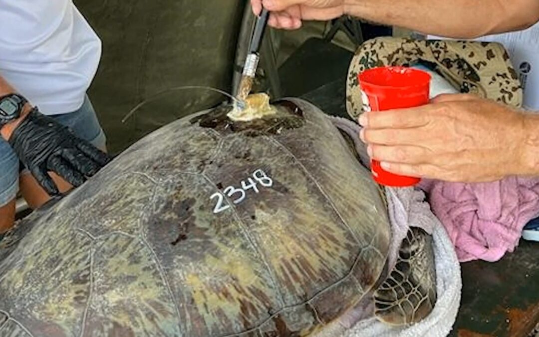 Sea Turtle Conservation Curaçao ta investigá malesa bou di populashon di turtuga