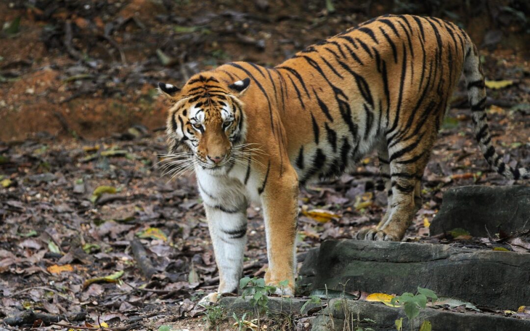 Populashon di tiger na Bhutan ta rekuperando