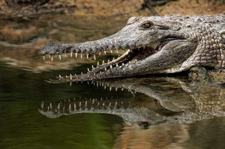 Kasi 75 krokodel ta skapa den área habitá despues di tifon