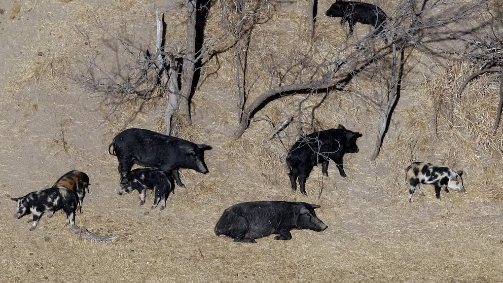 Minnesota, North Dakota i Montana ta tuma medida pa kombatí invashon di ‘super pigs’