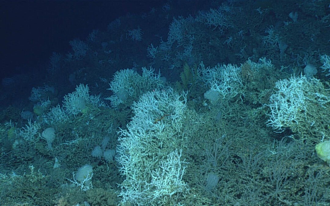 Investigadónan ta deskubrí ref di koral di oseano mas grandi den historia
